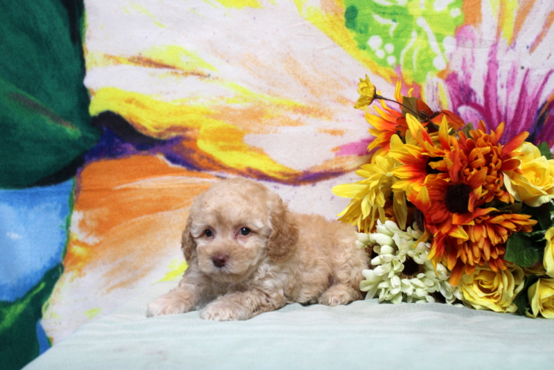 puppy, for, sale, Toy Poodle, Matthew B. Stoltzfus, dog, breeder, Gap, PA, dog-breeder, puppy-for-sale, forsale, nearby, find, puppyfind, locator, puppylocator, aca